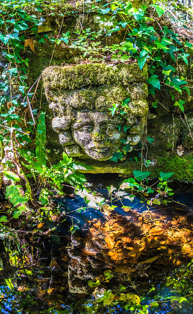 France,Perigord,Dordogne,Cadiot gardens in Carlux (Remarkable Garden certification label),sculpted head decorating a spring with climbing ivy (Hedera helix) and hart's-tongue (Asplenium scolopendrium)