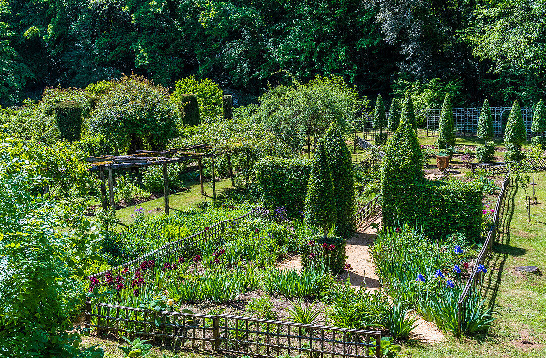 France,Perigord,Dordogne,Cadiot gardens in Carlux (Remarkable Garden certification label),iris in bloom and cut yews