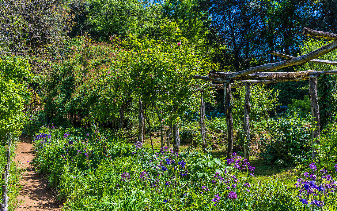 France,Perigord,Dordogne,Cadiot gardens in Carlux (Remarkable Garden certification label),aquilegia and honesty (Lunaria annua) in flowers and climbing roses