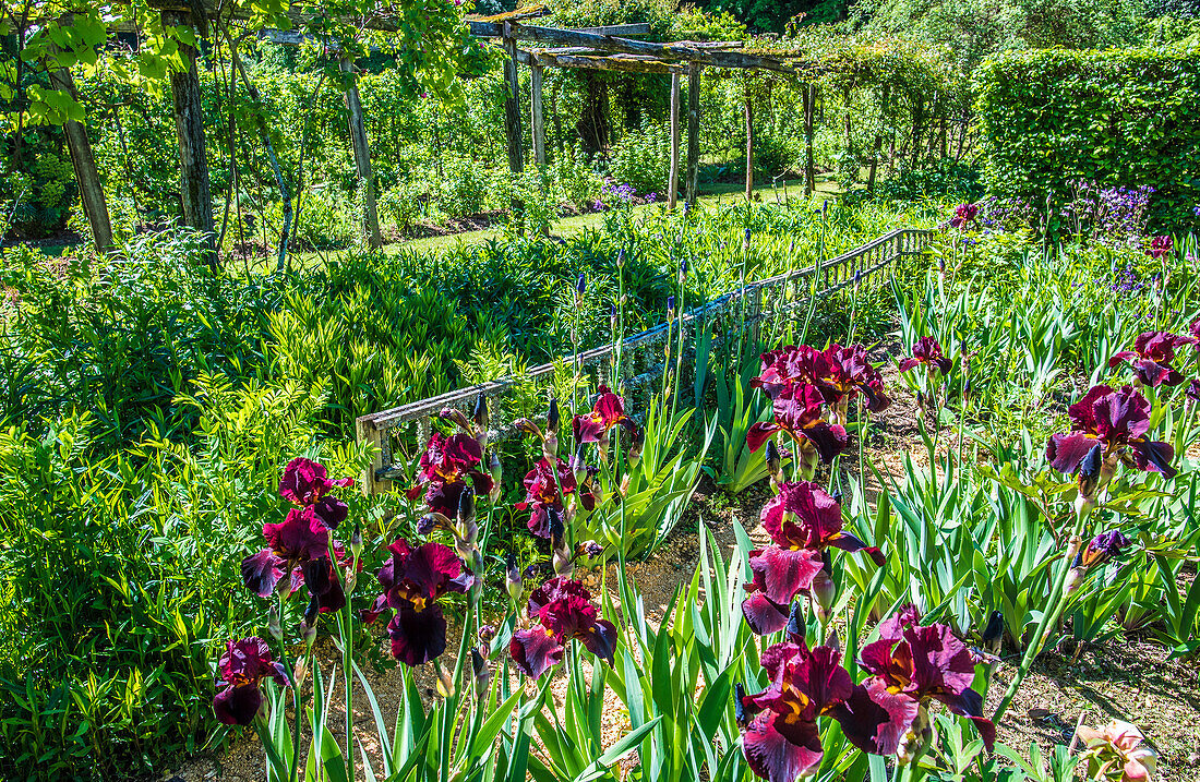 France,Perigord,Dordogne,Cadiot gardens in Carlux ( Remarkable Garden certification label),Iris in bloom