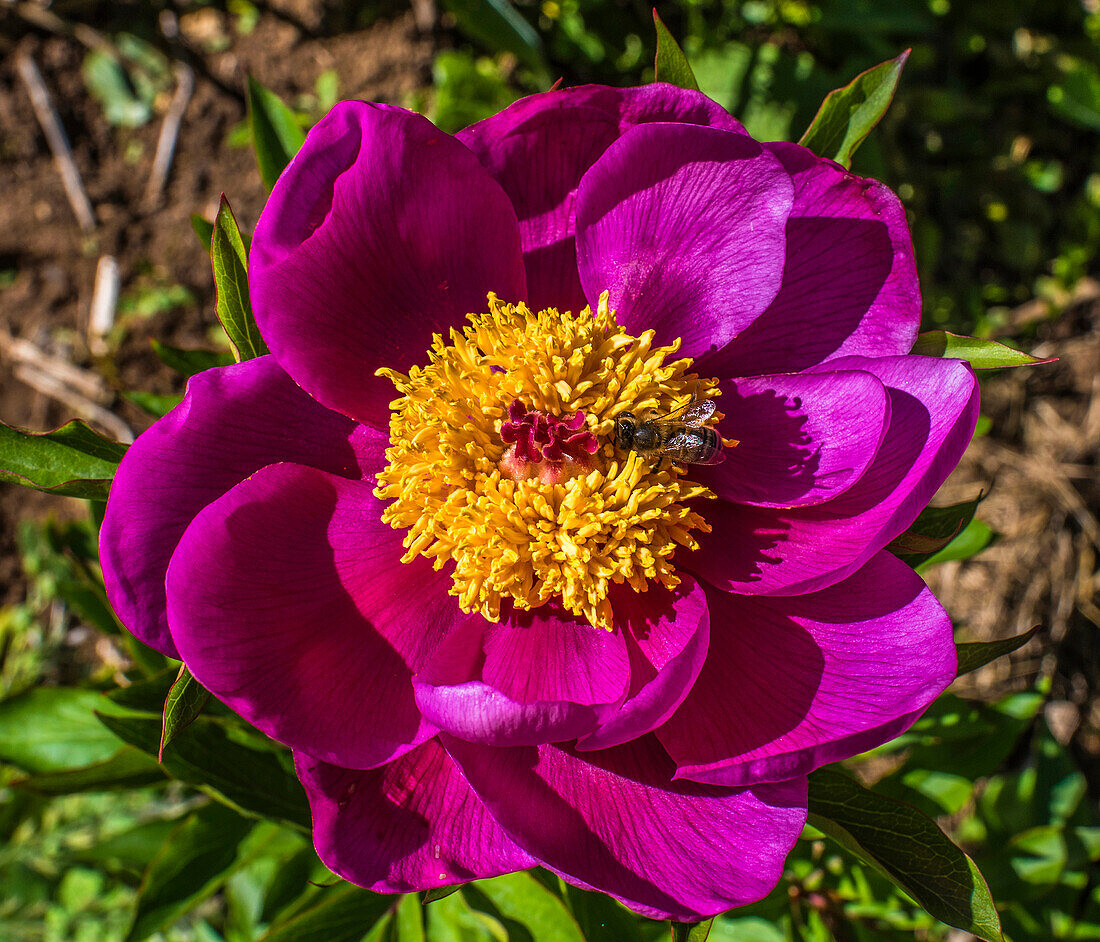 Frankreich,Perigord,Dordogne,Cadiot-Gärten in Carlux (Gütesiegel „Bemerkenswerter Garten“),lila Pfingstrose (Paeonia), von einer Biene gesammelt