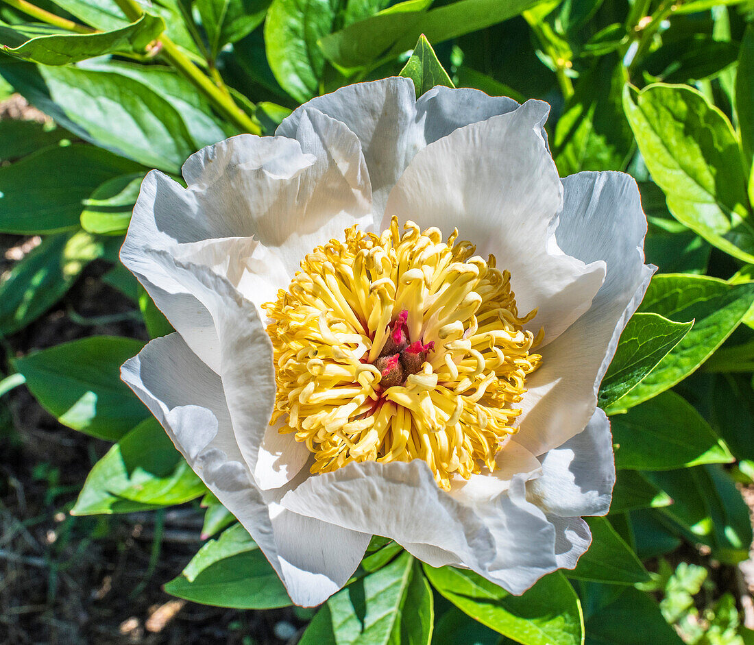 Frankreich,Perigord,Dordogne,Cadiot-Gärten in Carlux (Gütesiegel „Bemerkenswerter Garten“),weiße Pfingstrose (Paeonia)