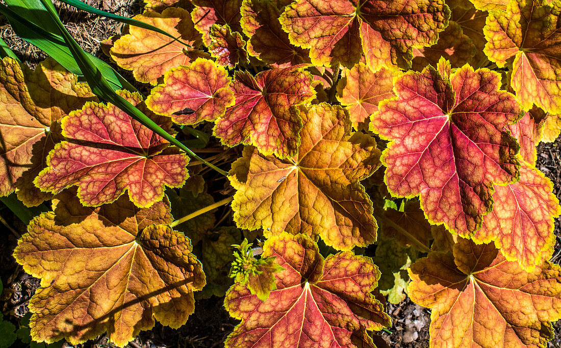 Frankreich,Perigord,Dordogne,Cadiot-Gärten in Carlux ( Gütesiegel „Bemerkenswerter Garten“),Alaunwurzel (Heuchera) Pflanzen mit gelb-orangen Blättern