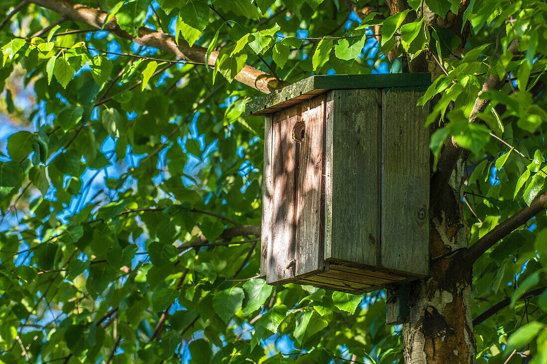 Europa,Frankreich,Garten in Nouvelle Aquitaine,Vogelhaus in einer Birke