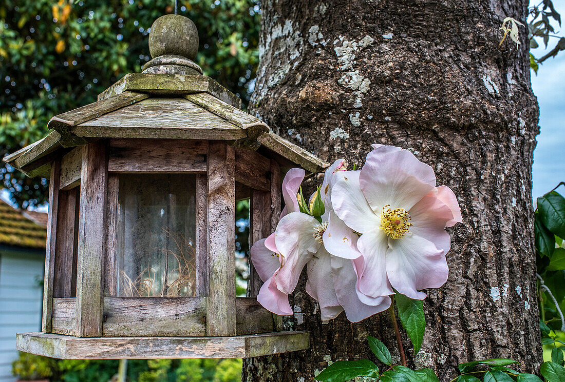 Europa,Frankreich,Garten in Nouvelle Aquitaine,Vogelfutterhaus und weiße Kletterrose von Sally Holmes