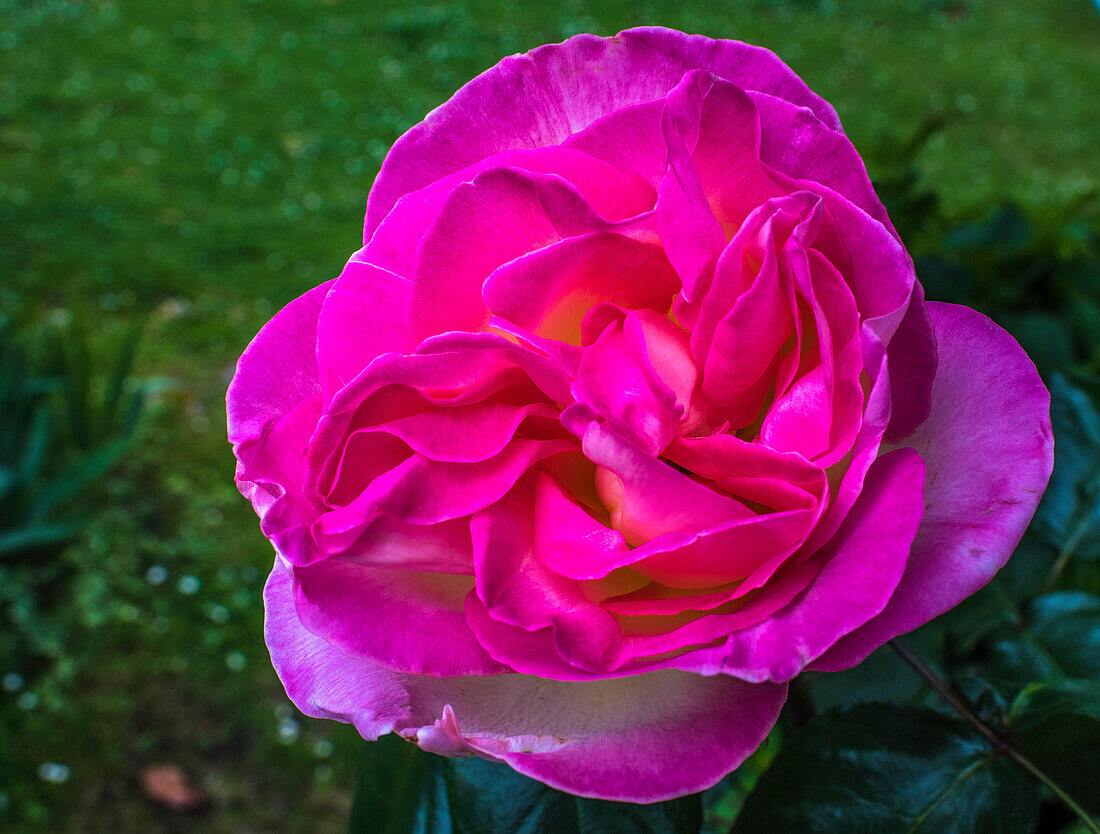 Europa,Frankreich,Garten in Nouvelle Aquitaine,lila Rosenstrauch