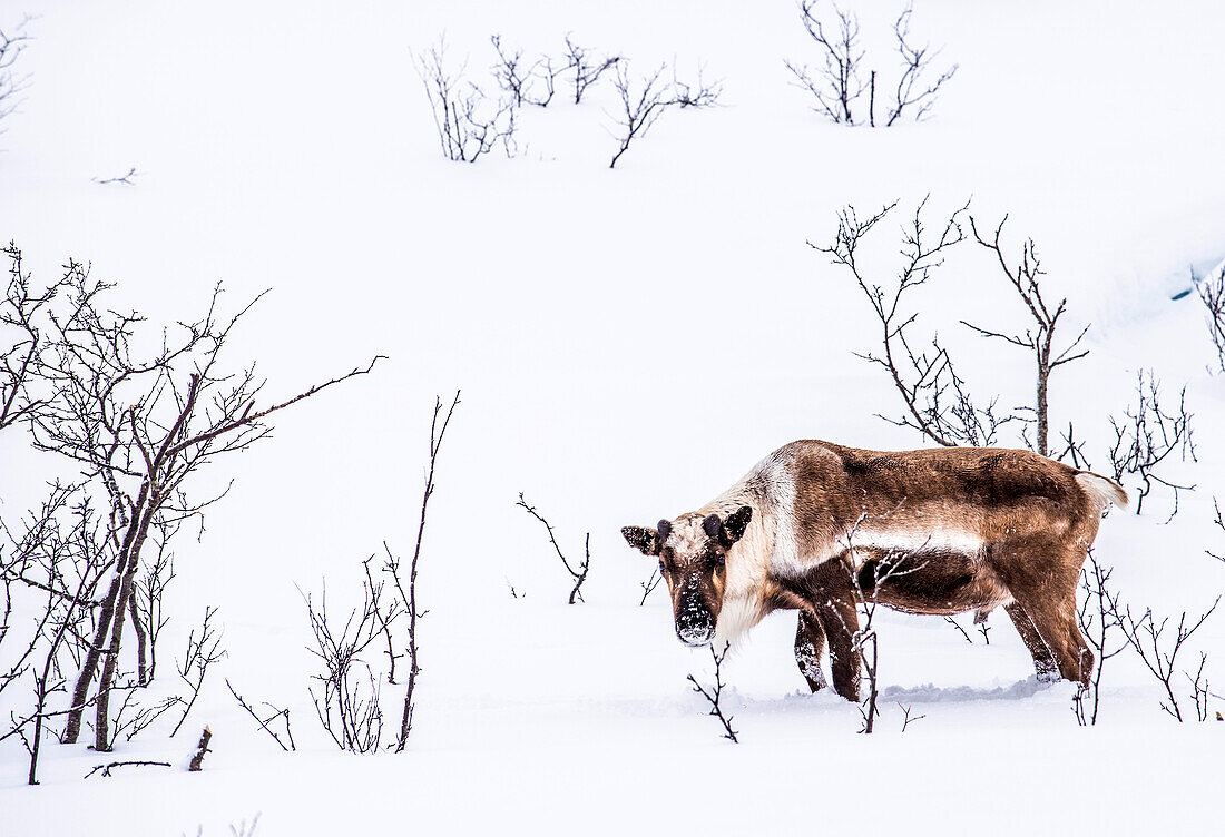 Norway,city of Tomso,young wild reindeer without antlers,in the snow