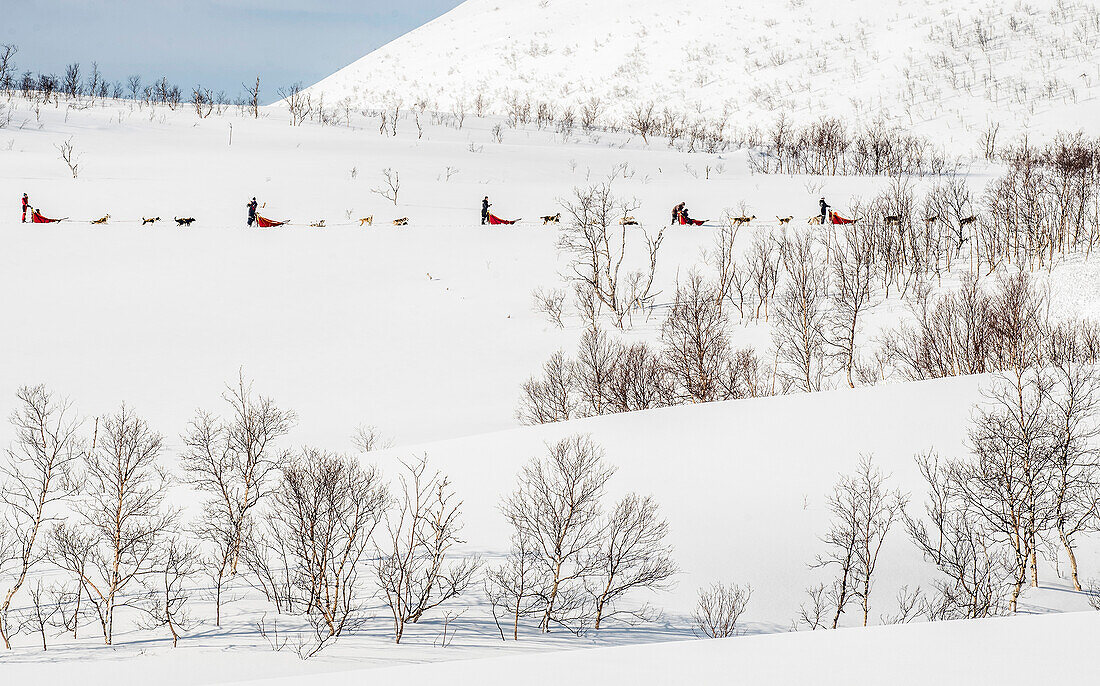 Norwegen,Stadt Tromso,Schlittenhunde