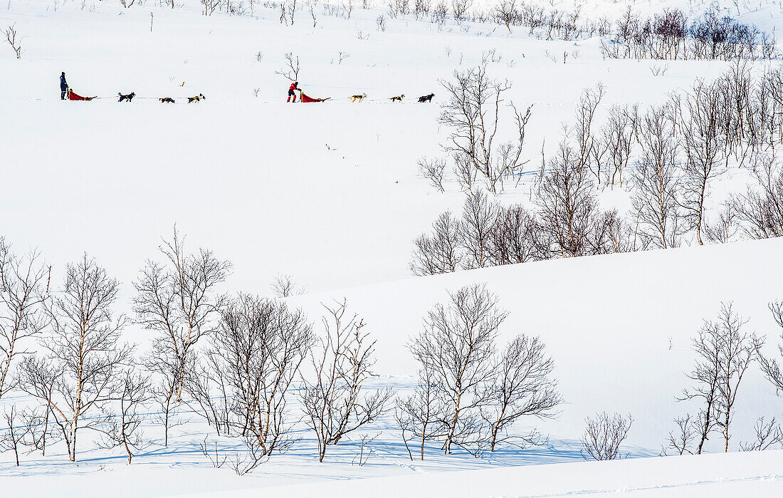 Norway,City of Tromso,sled dogs