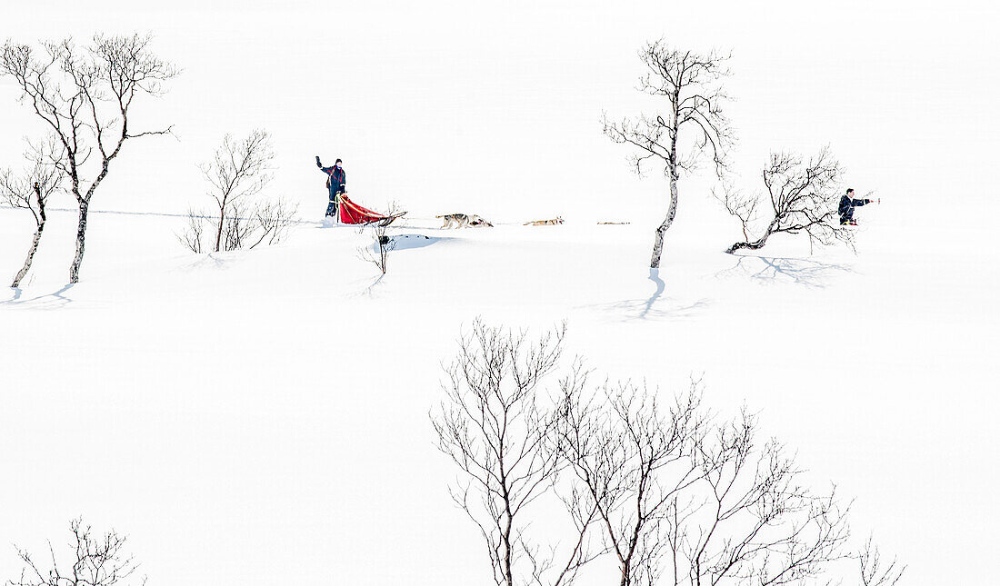 Norway,City of Tromso,sled dogs