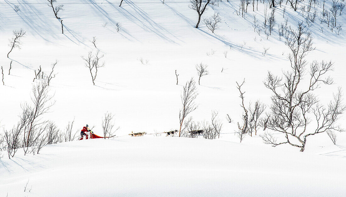 Norway,City of Tromso,sled dogs