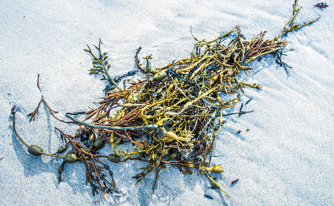 Norway,City of Tromso,Island of Senja,algae on the frozen fjord