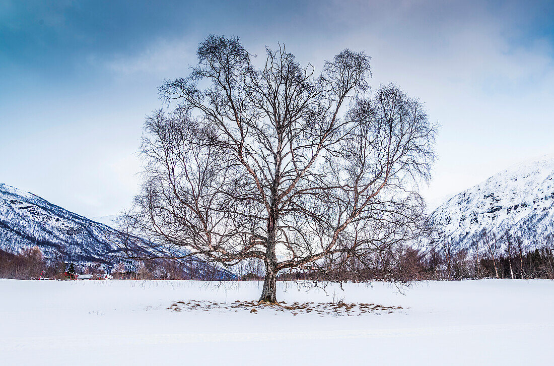 Norwegen,Stadt Tromso,Baum unter dem Schnee bei Sonnenaufgang