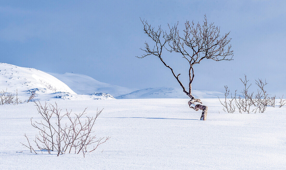 Norway,City of Tromso,trees in a snow-capped plateau