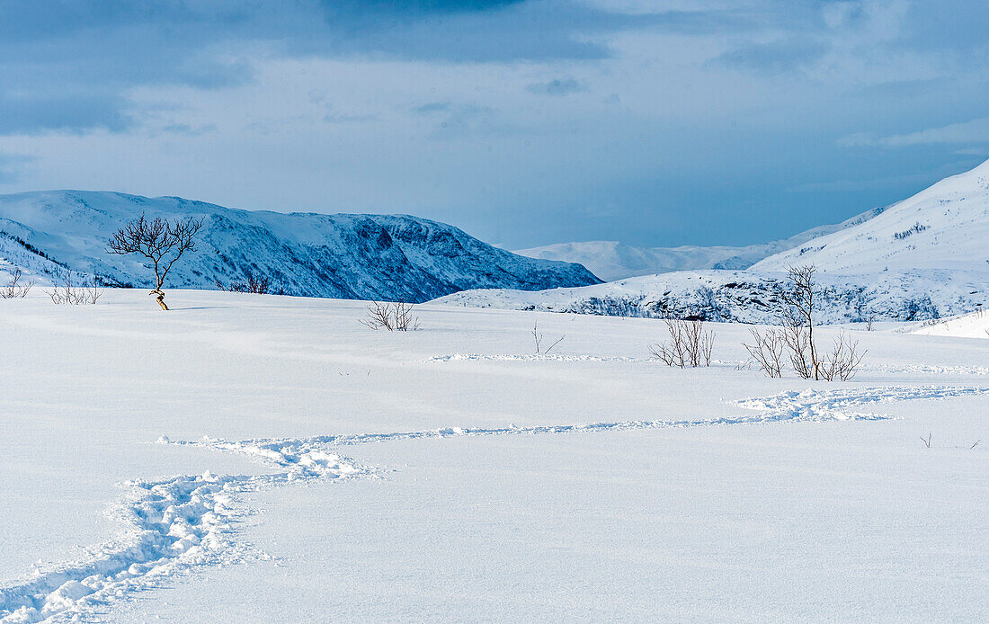 Norway,city of Tromso,Island of Senja,snowy landscape