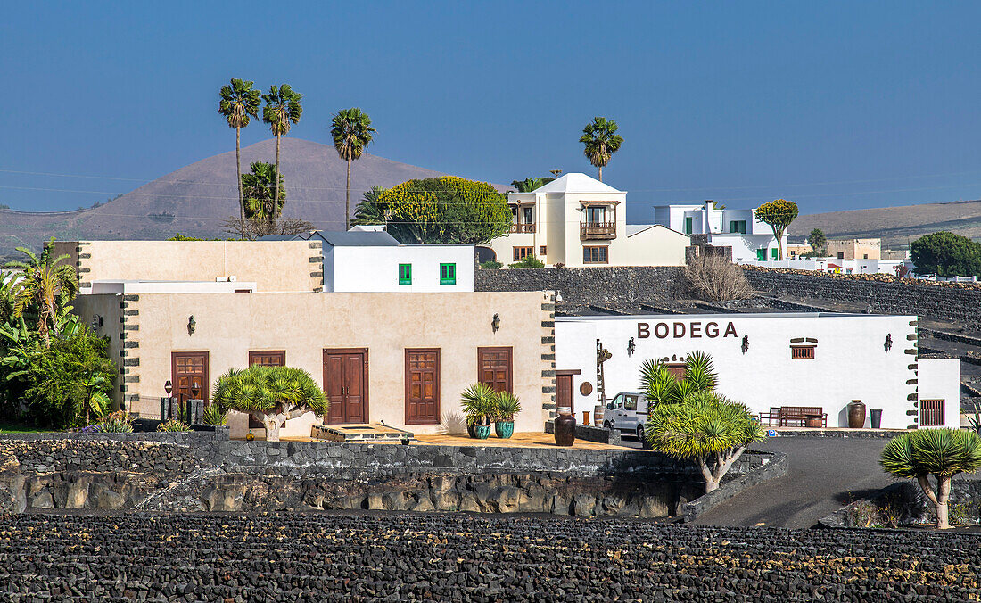 Spanien,Kanarische Insel,Lanzarote,Bodegas Straße des vulkanischen Tals von Geria