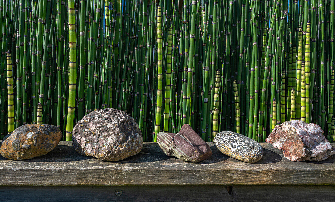 France,garden,decorative stones and horsetails equisetum hyemale