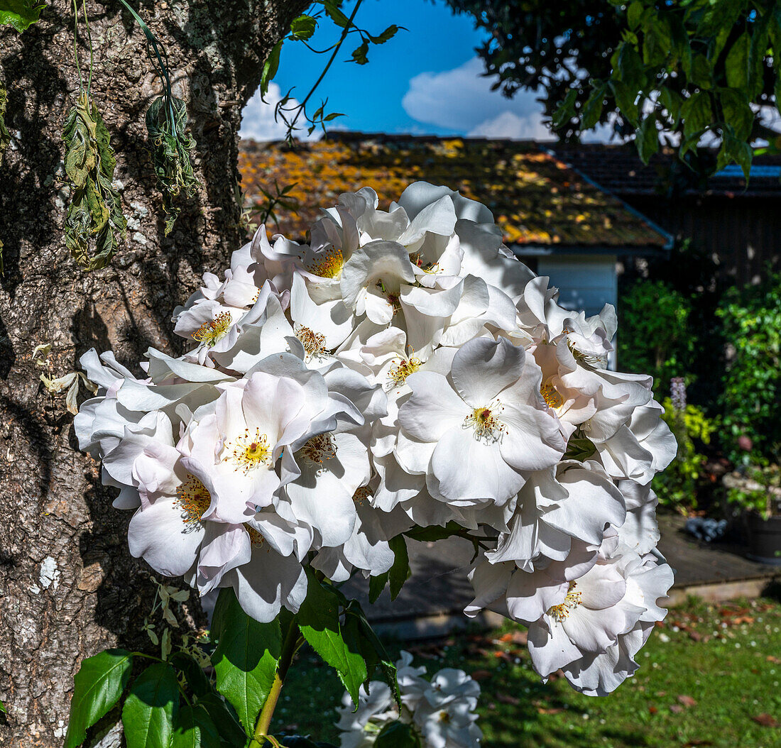 France,Gironde,flowers of white climbing rose "Sally Holmes"