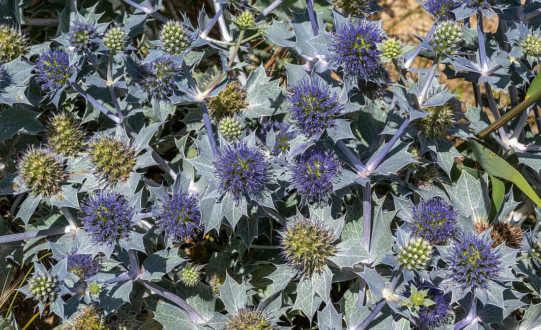 France,Arcachon bay (Bassin d'Arcachon),La Teste de Buch,maritime thistles (panicaut maritime) on the beach of the eastern salt marshes (protected natural site),emblem of the Conservatoire du Littoral