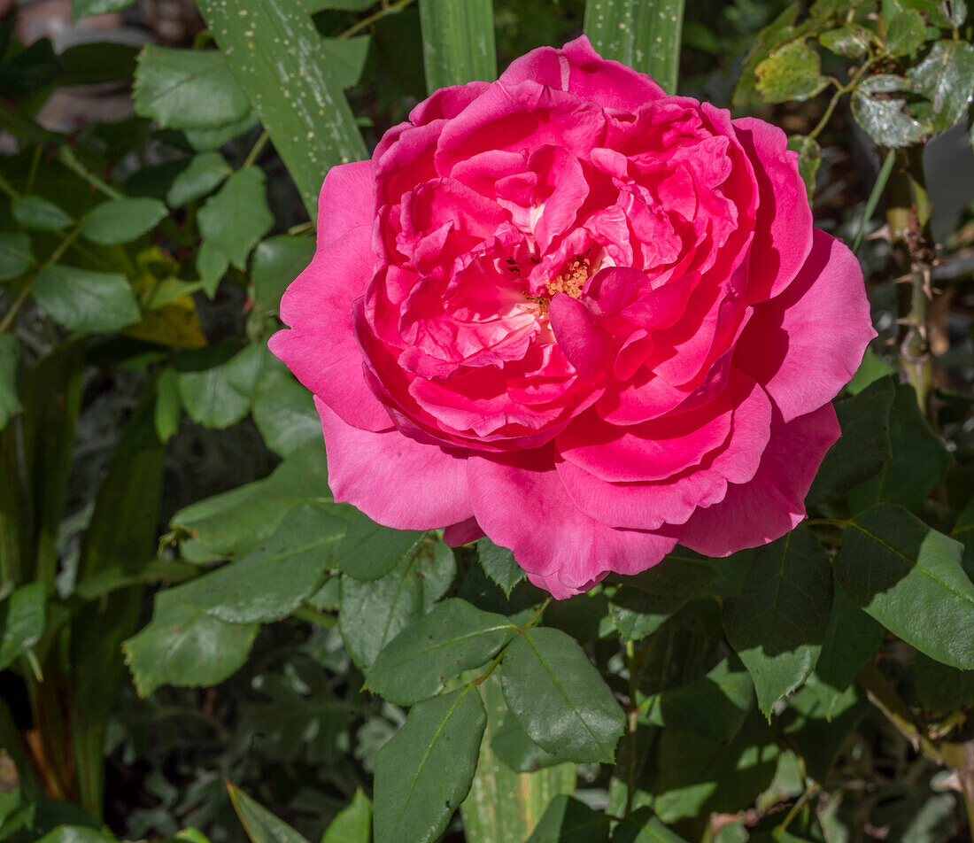 France,rose (rosa) in a garden