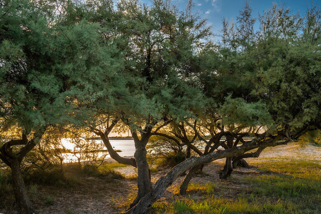 Frankreich,Arcachon-Bucht (Bassin d'Arcachon),Audenge,Tamariskenbäume auf dem Küstenweg zum Naturschutzgebiet Domaine de Certes et Graveyron (Conservatoire du Littoral)