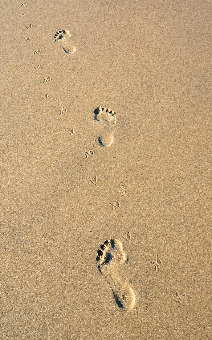 France,Gironde,Arcachon bay (Bassin d'Arcachon),footprints of man and bird on the beach of La Lagune in La Teste-de-Buch