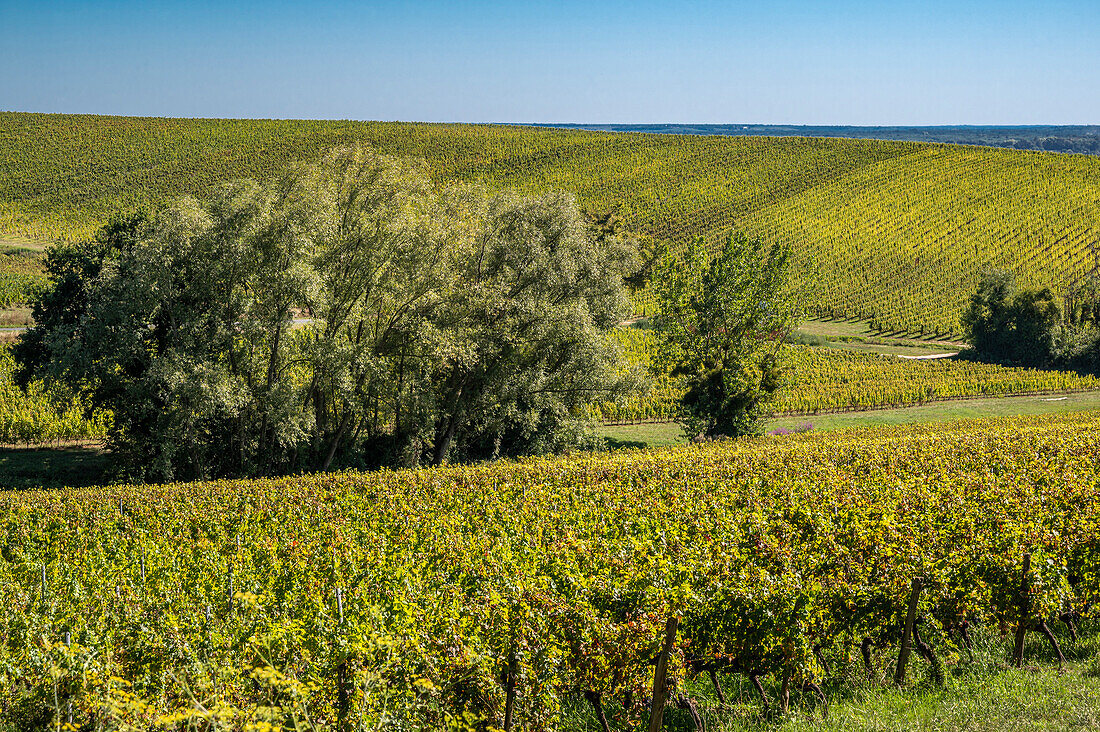 Frankreich,Gironde,Entre-deux-Mers,Langoiran,Weinberg in Haut Langoiran