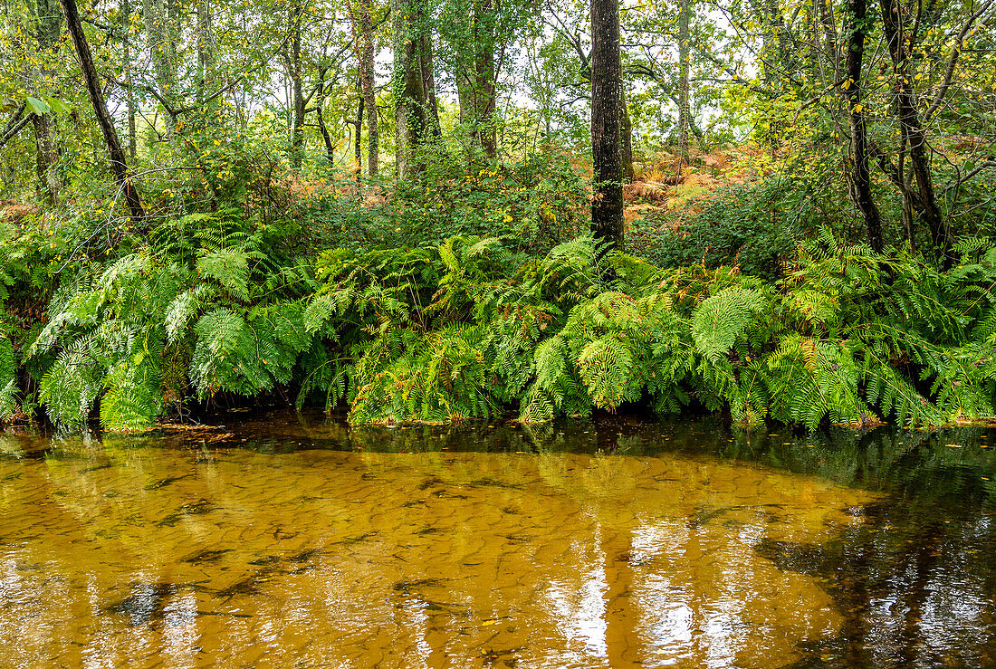 Frankreich,Gironde,Bassin d'Arcachon,Gujan-Mestras,Cheneraie Park im Herbst,Royal Osmondes Farne und Eichen spiegeln sich im Landes Kanal