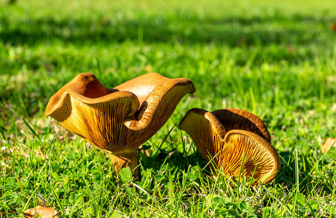 France,Gironde,Arcachon Bay (Bassin d'Arcachon),mushrooms in a garden