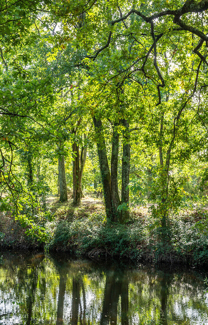 Frankreich,Gironde,Arcachon-Bucht (bassin d'Arcachon),Landes-Kanal im Naturgebiet des Cheneraie-Parks in Gujan-Mestras