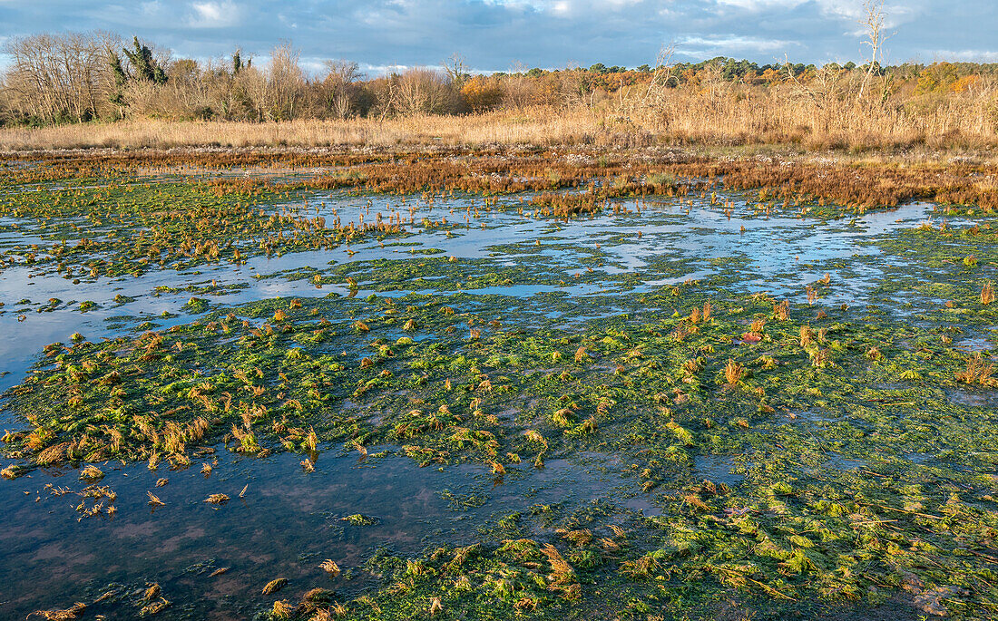 France,Gironde,Arcachon Bay (Bassin d'Arcachon),natural area of the salt meadows west of Teste-de-Buch,flooded area