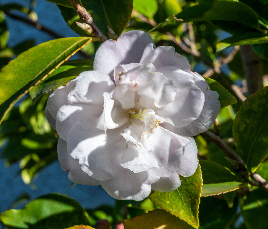 Frankreich,Gironde,Bassin d'Arcachon,weiße Herbstblüte der Kamelie sasanqua