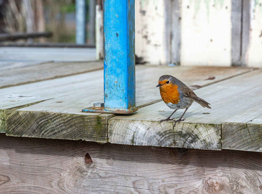 Frankreich,Rotkehlchen (erithacus rubecula)