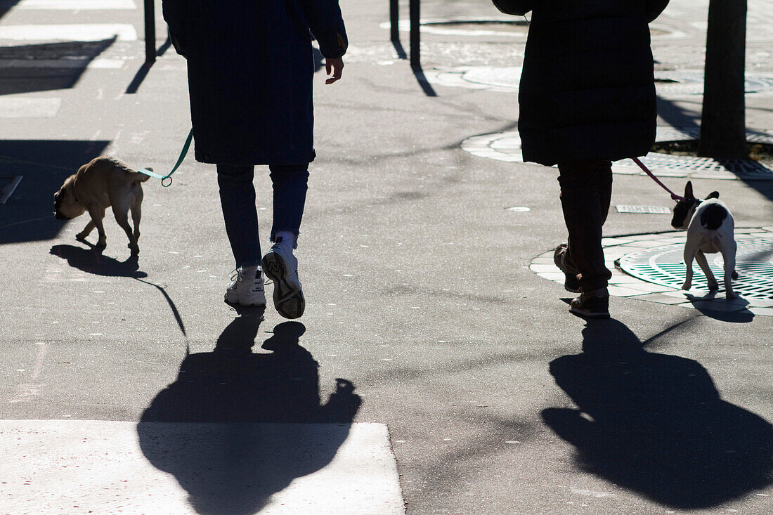 France,Paris,75,13th arrondissement,Avenue de Gobelins,walking two little dogs out in the morning in winter.