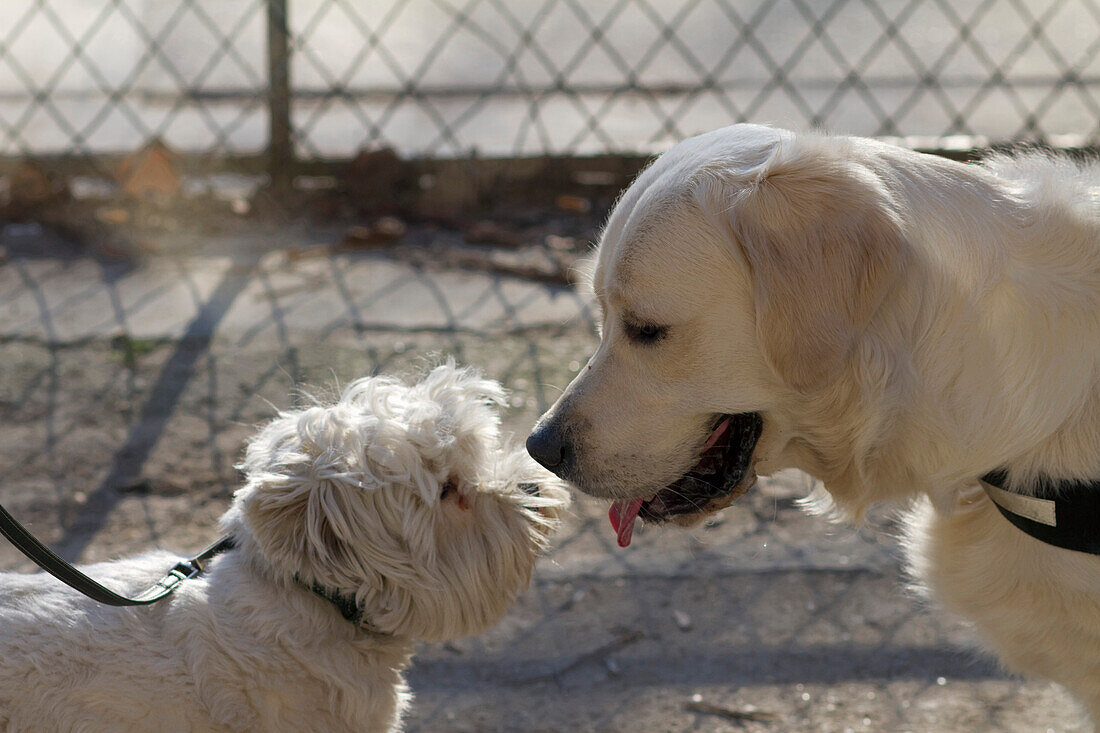 France,Paris,75,close up shot on two dogs meeting up