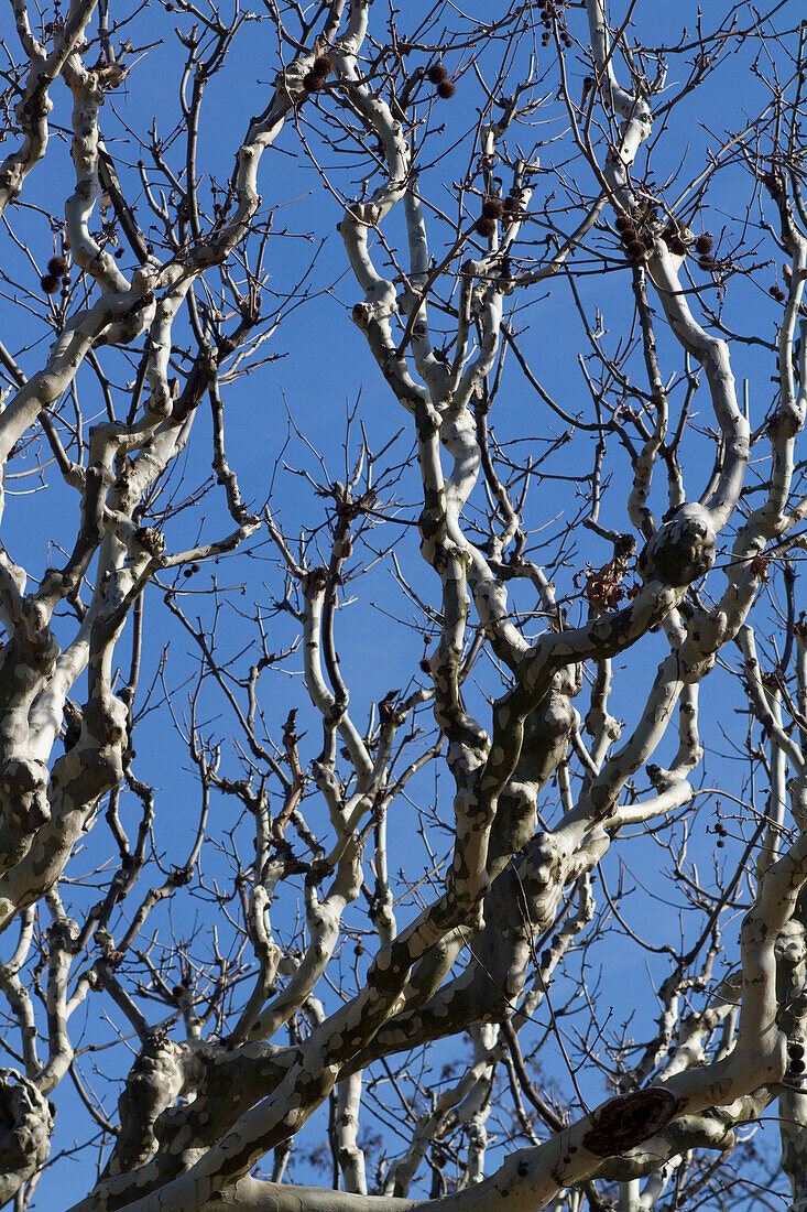 France,Paris,75,5th ARRT,Jardin des Plantes (Garden of the Plants),plane tree's antler pruned in winter