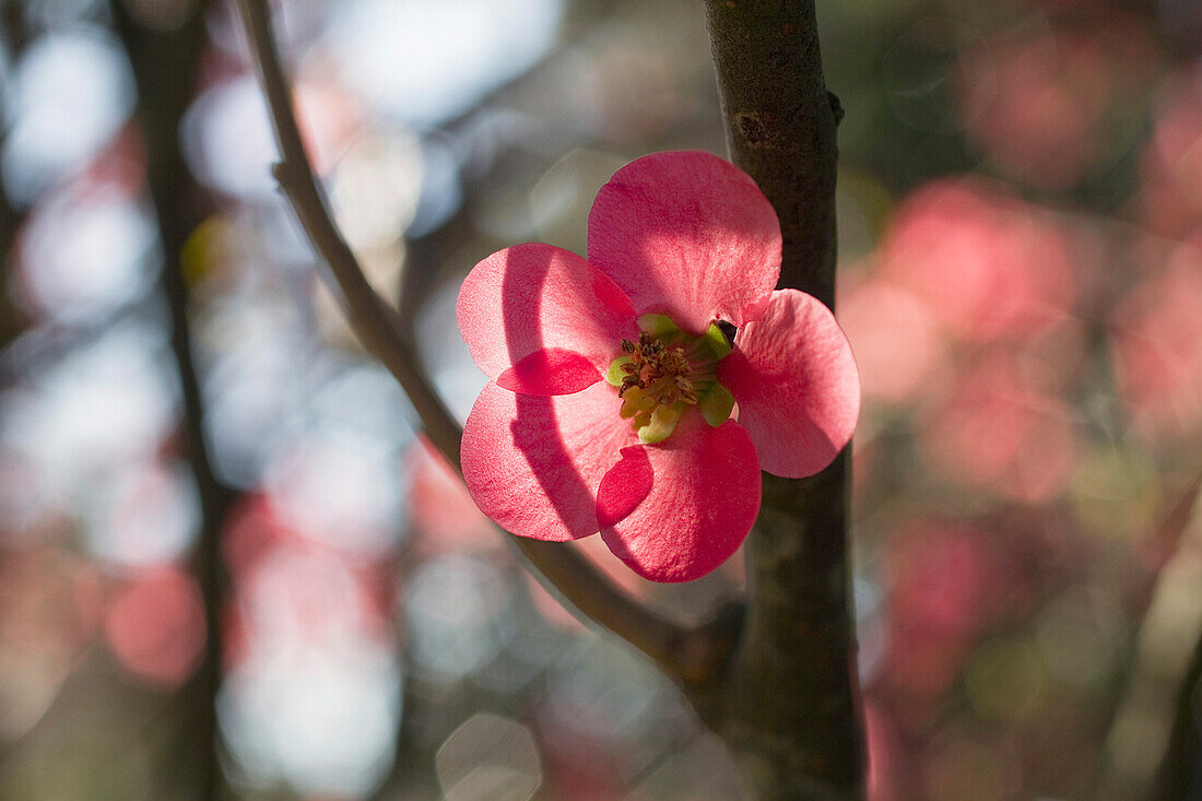 Nahaufnahme einer Quittenblüte, im Frühling