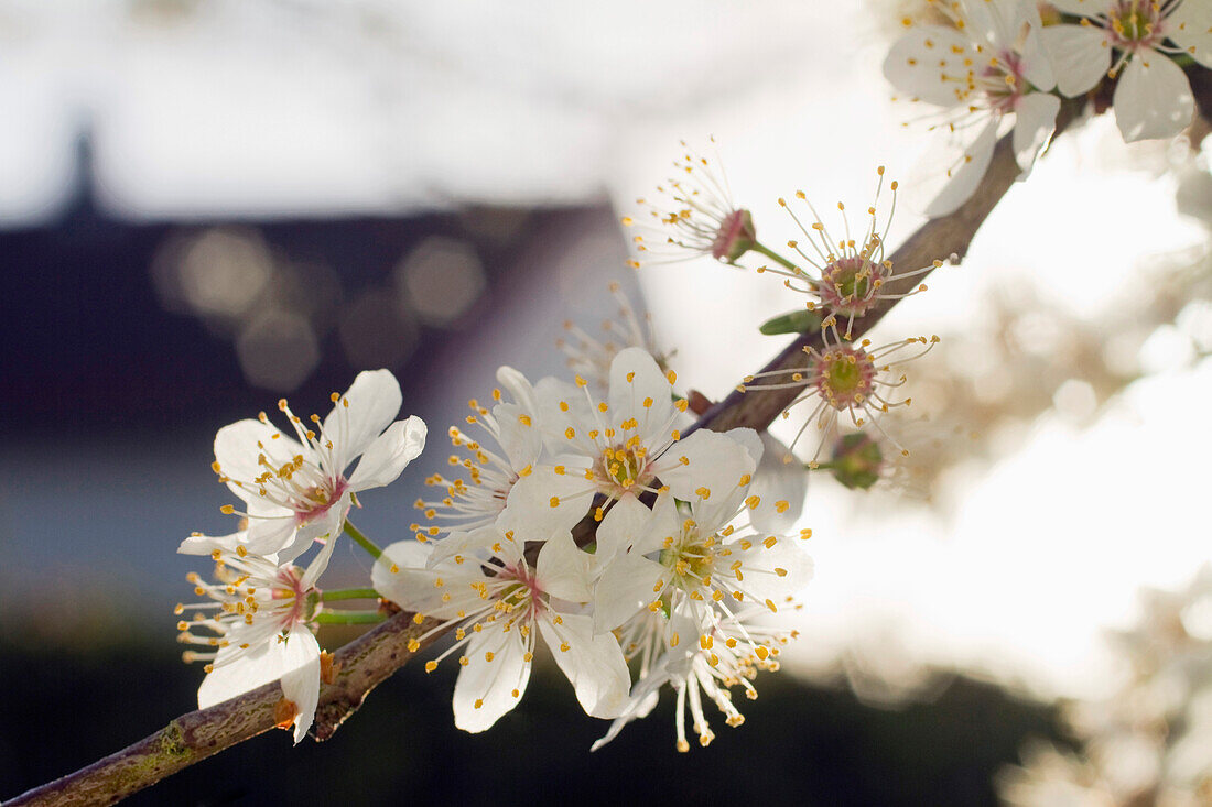 Nahaufnahme der Blüten eines Pflaumenbaums