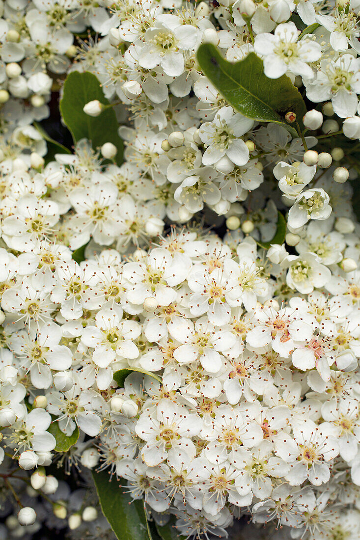 Nahaufnahme einer blühenden Pyracantha.