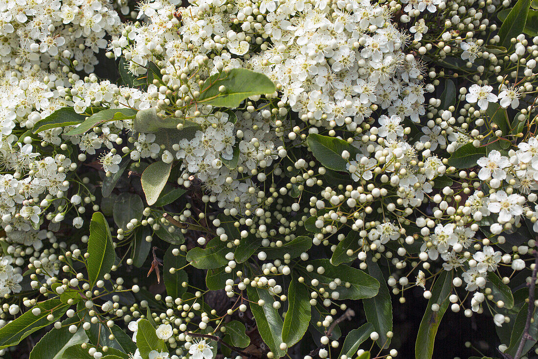 Close-up of flowering pyracantha.