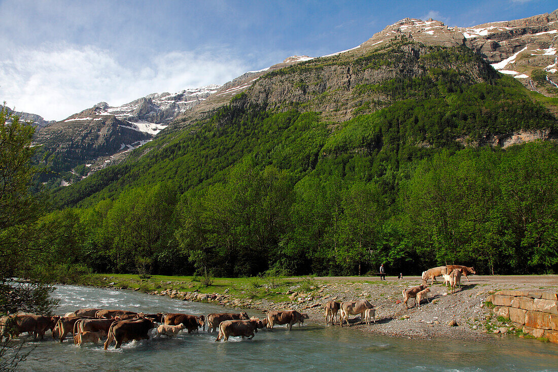 Spain,Aragon,Province of Huesca,Bielsa,Pineta valley and cirque (national park of Ordesa ans Monte Perdido moutain)