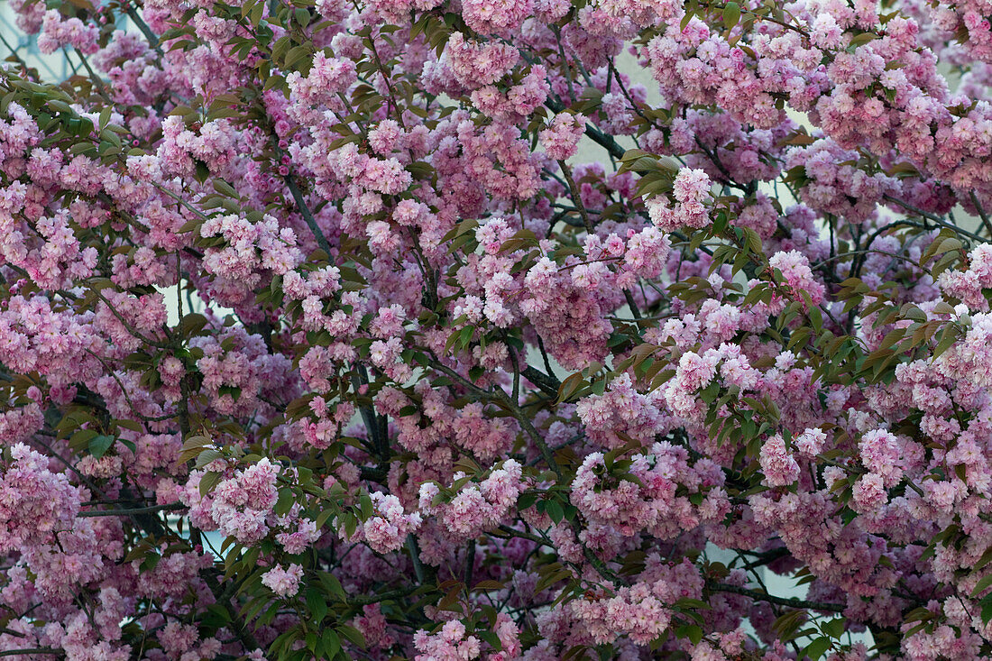 Frankreich,Nantes,44,Nahaufnahme einer blühenden Kirsche,Frühling