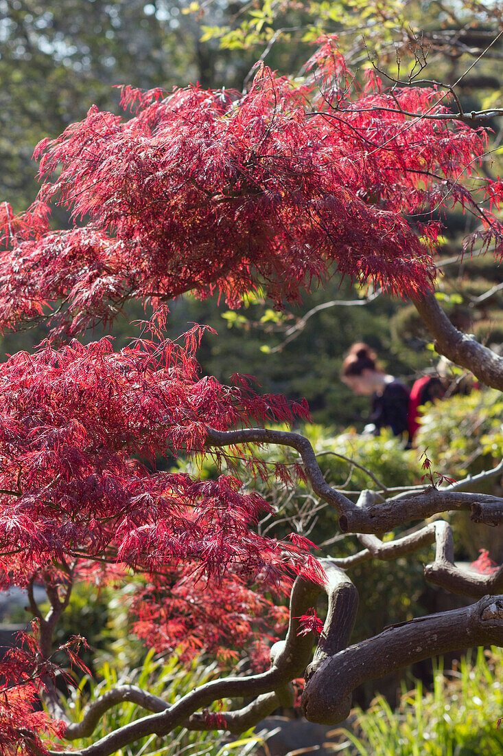 France,Nantes,44,ile de Versailles,Japanese garden,spring