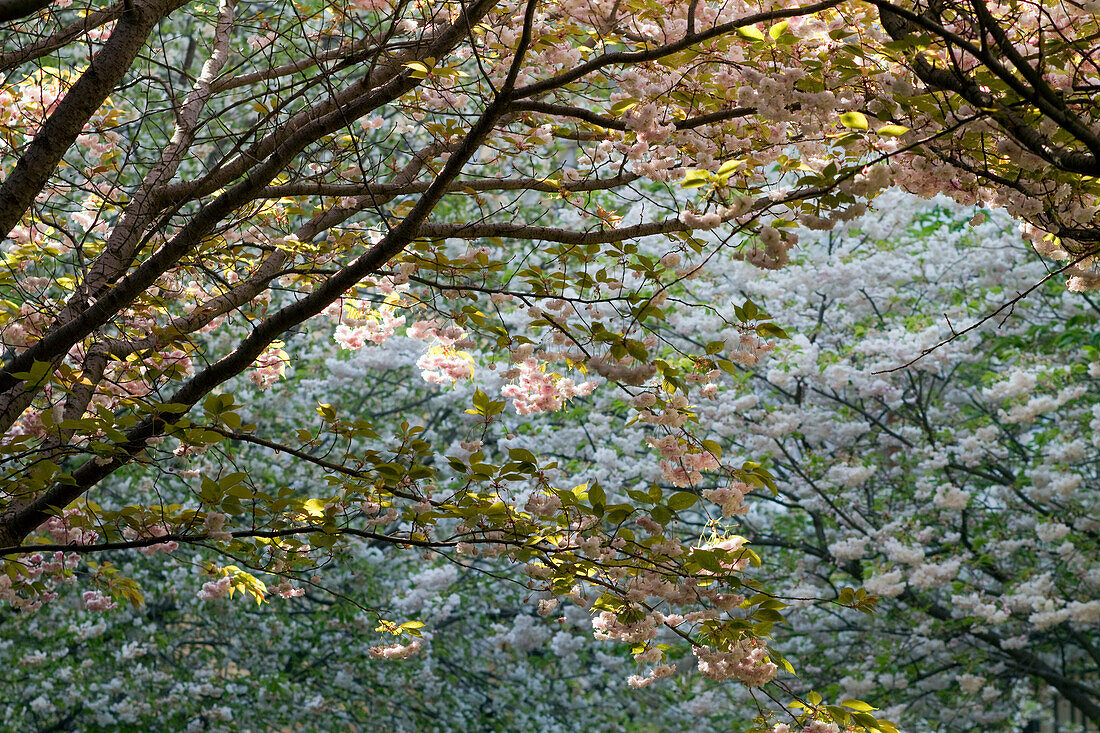 Frankreich,Paris,75,17.Arrondissement,Clichy-les-Batignolles,Park Martin Luther King,Frühling