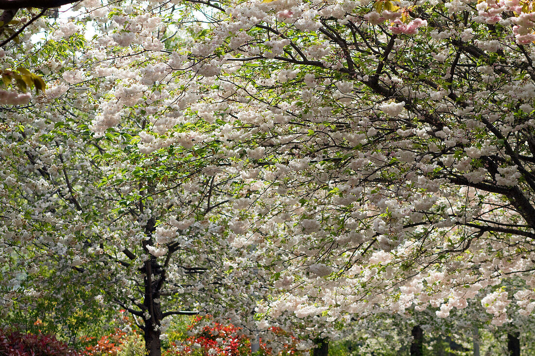 Frankreich,Paris,75,17.Arrondissement,Clichy-les-Batignolles,Park Martin Luther King,Frühling