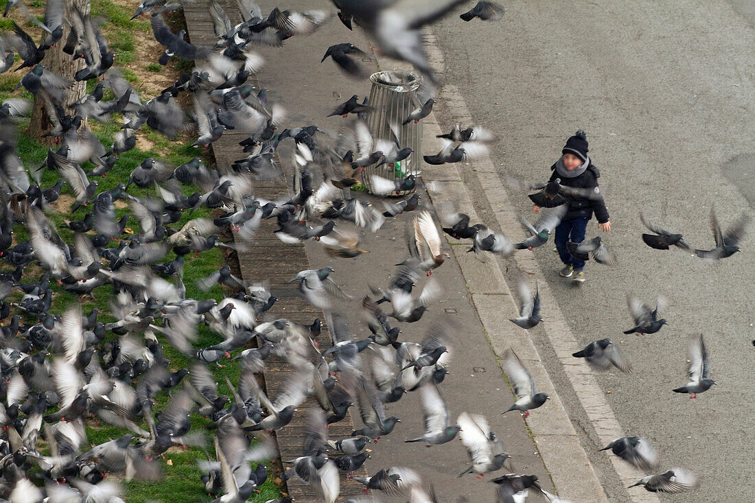 France,Paris,75,4th arrondissement,pigeons flying above a kid