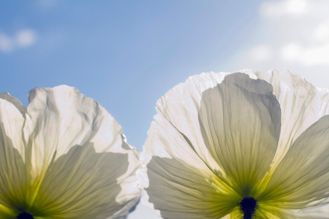 Close up shot showing blooming corollas