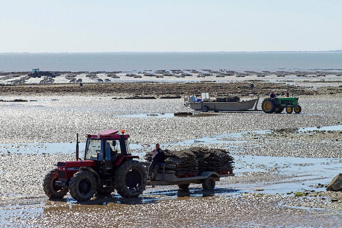 France,La Bernerie-en-Retz,Baie de Bourgneuf,44,oyster farmers