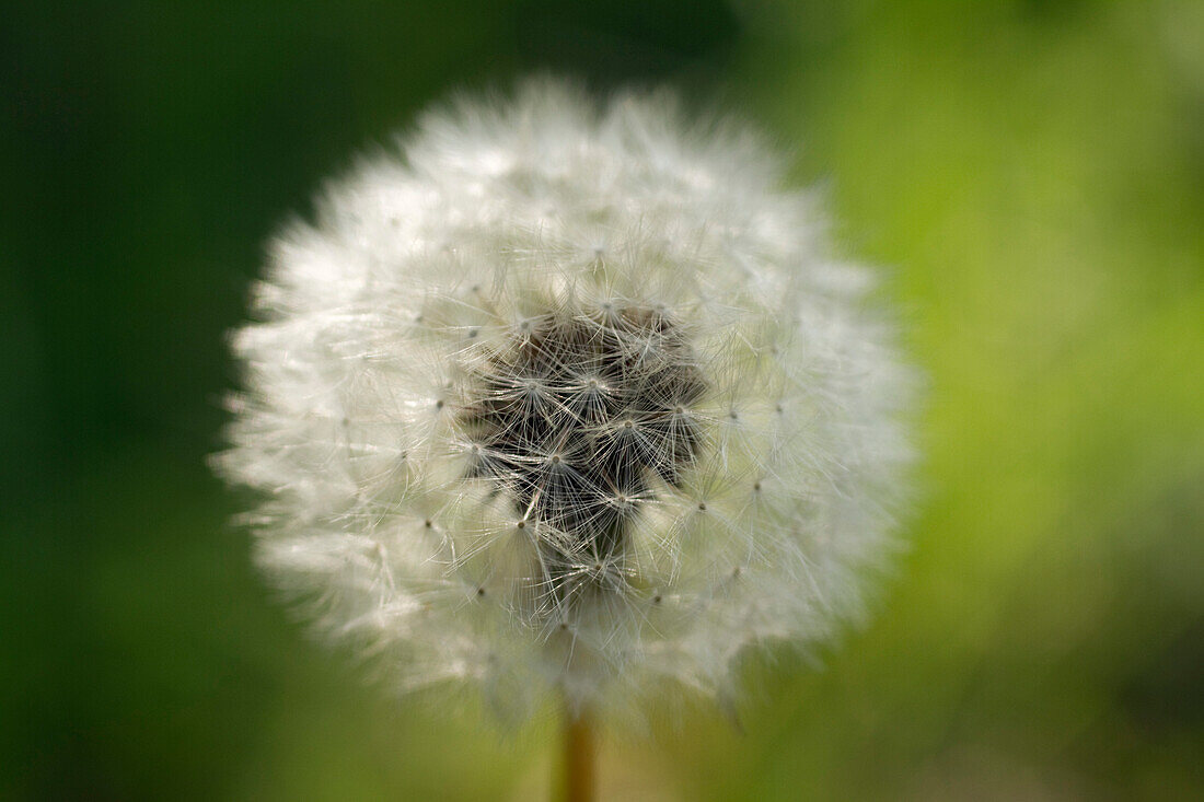 Close-up shot showing a dandelion after flowering