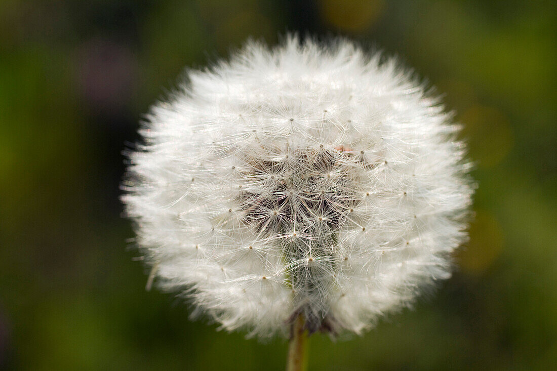 Close-up shot showing a dandelion after flowering